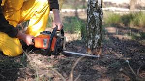 Best Tree Health Inspection  in Kinnelon, NJ