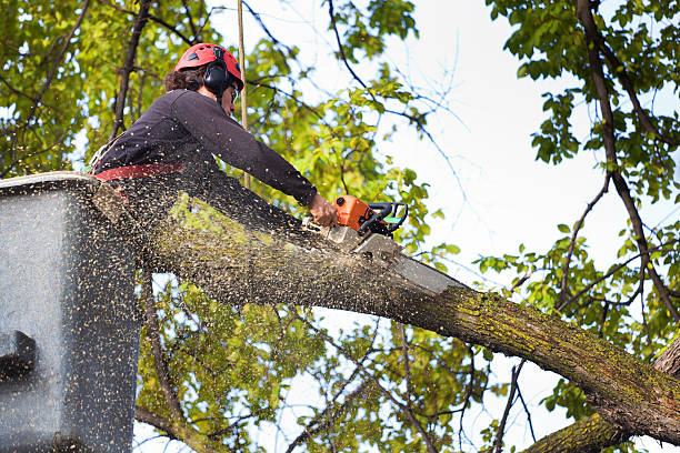 Best Tree Cabling and Bracing  in Kinnelon, NJ